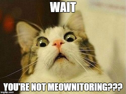 wait you re not meownitoring